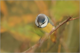 <p>SÝKORA MODŘINKA (Cyanistes caeruleus)</p>